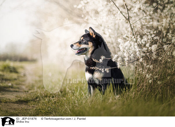 Shiba Inu / Shiba Inu / JEP-01876