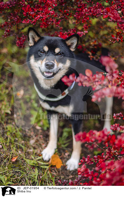 Shiba Inu / Shiba Inu / JEP-01954
