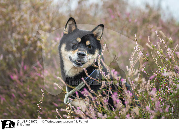 Shiba Inu / Shiba Inu / JEP-01972