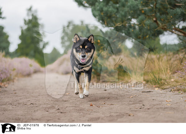 Shiba Inu / Shiba Inu / JEP-01978