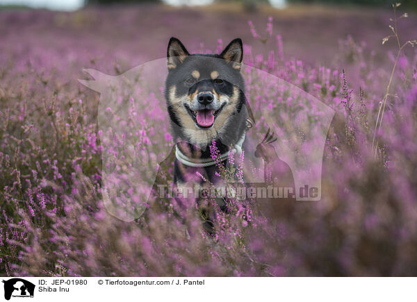 Shiba Inu / Shiba Inu / JEP-01980