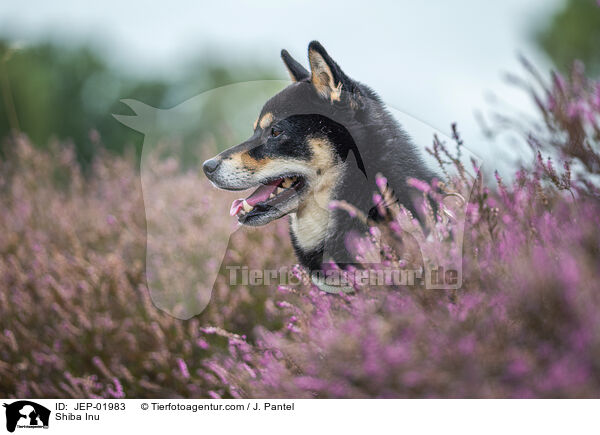 Shiba Inu / Shiba Inu / JEP-01983
