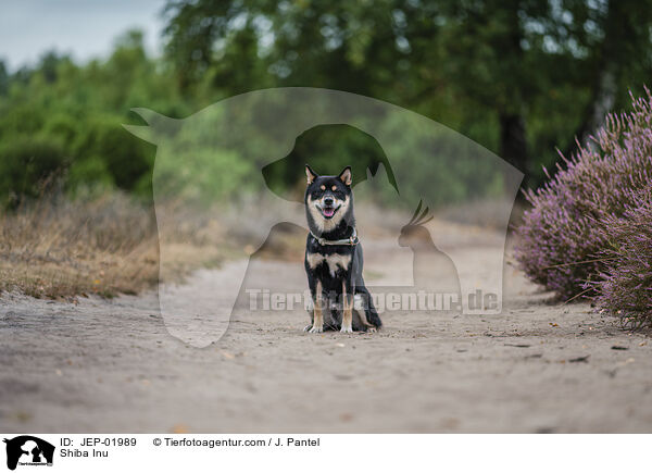 Shiba Inu / Shiba Inu / JEP-01989
