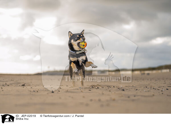 Shiba Inu / Shiba Inu / JEP-02019