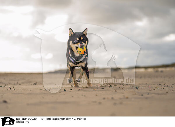 Shiba Inu / Shiba Inu / JEP-02020