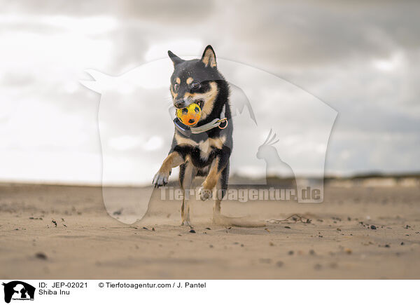 Shiba Inu / Shiba Inu / JEP-02021