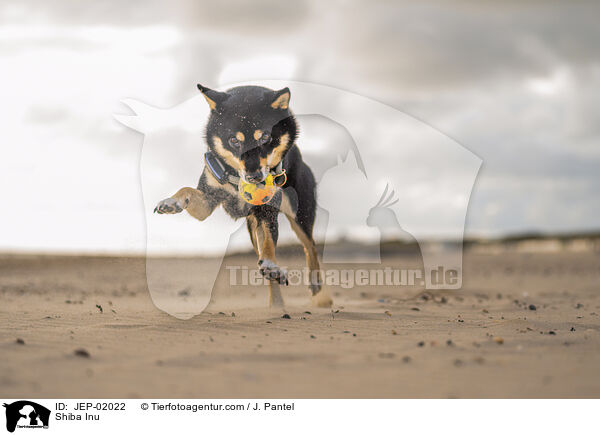 Shiba Inu / Shiba Inu / JEP-02022