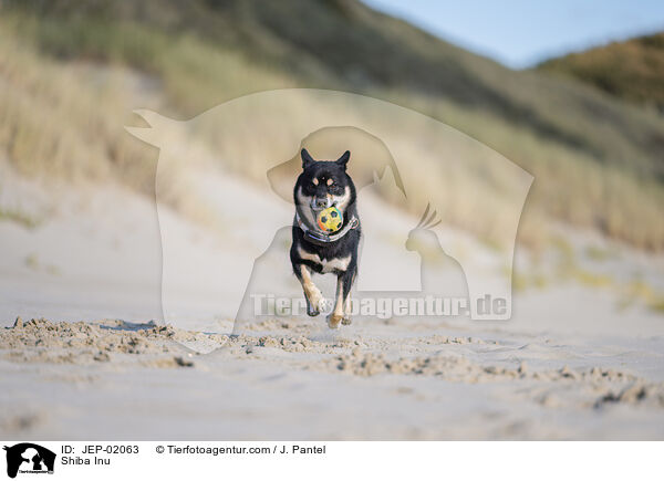 Shiba Inu / Shiba Inu / JEP-02063