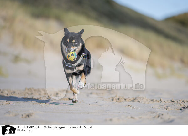 Shiba Inu / Shiba Inu / JEP-02064