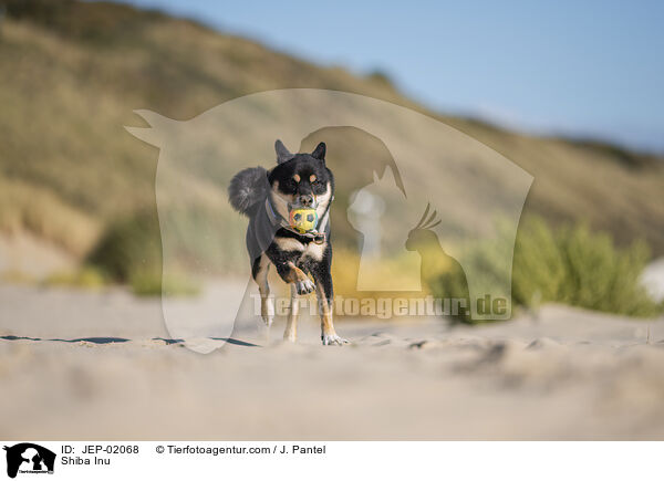 Shiba Inu / Shiba Inu / JEP-02068