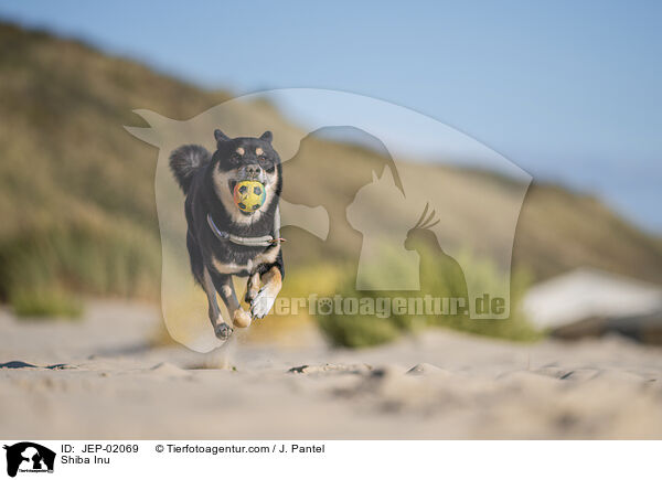 Shiba Inu / Shiba Inu / JEP-02069