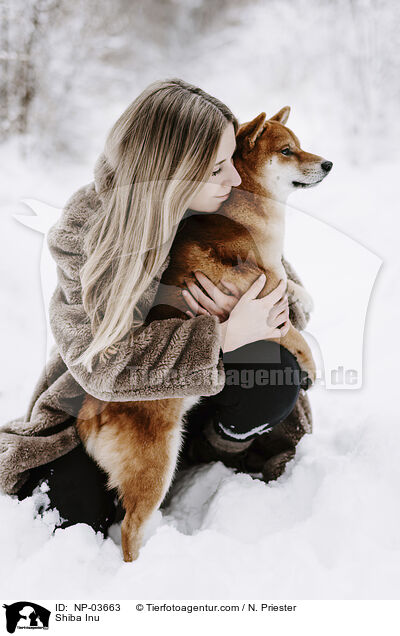 Shiba Inu / Shiba Inu / NP-03663