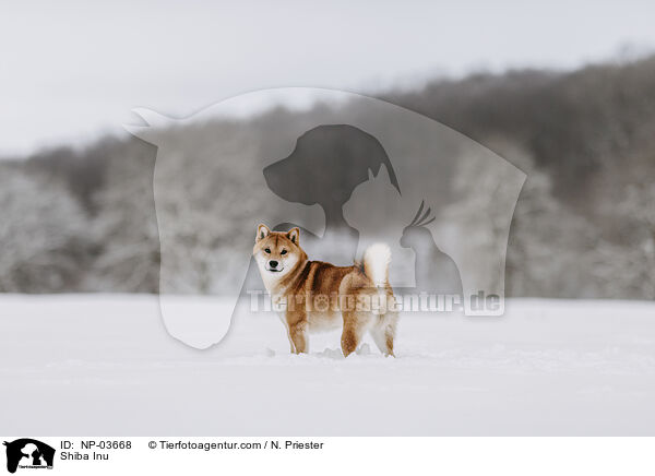 Shiba Inu / Shiba Inu / NP-03668