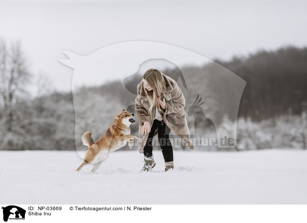 Shiba Inu / Shiba Inu / NP-03669
