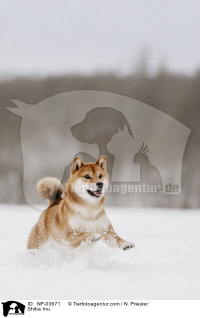 Shiba Inu / Shiba Inu / NP-03671