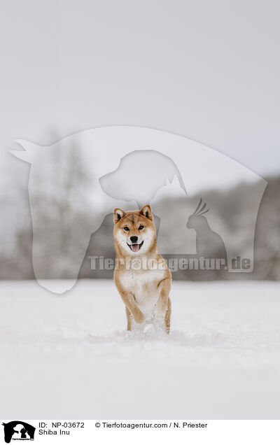 Shiba Inu / Shiba Inu / NP-03672