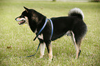 standing Shiba Inu
