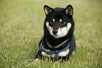 lying Shiba Inu