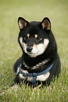 lying Shiba Inu