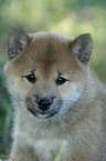 Shiba Inu puppy
