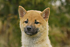 young Shiba Inu