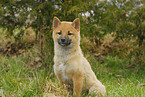 young Shiba Inu