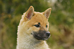 young Shiba Inu