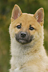 young Shiba Inu