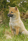 young Shiba Inu