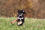 playing Shiba Inu Puppy
