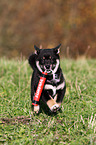 playing Shiba Inu Puppy