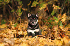 sitting Shiba Inu Puppy
