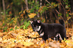 Shiba Inu Puppy
