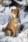 young Shiba Inu in snow