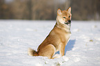 young Shiba Inu in snow