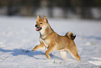 young Shiba Inu in snow