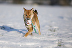 young Shiba Inu in snow