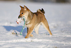 young Shiba Inu in snow
