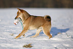 young Shiba Inu in snow