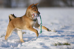 young Shiba Inu in snow