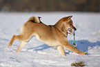 young Shiba Inu in snow