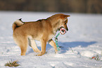 young Shiba Inu in snow