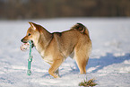 young Shiba Inu in snow