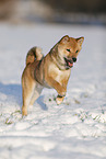 young Shiba Inu in snow