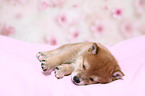 Shiba Inu Puppy