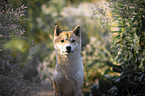 portrait shiba inu