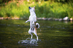 jumping shiba inu