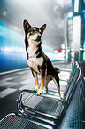 standing Shiba Inu