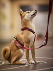 Shiba Inu