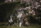 2 dogs